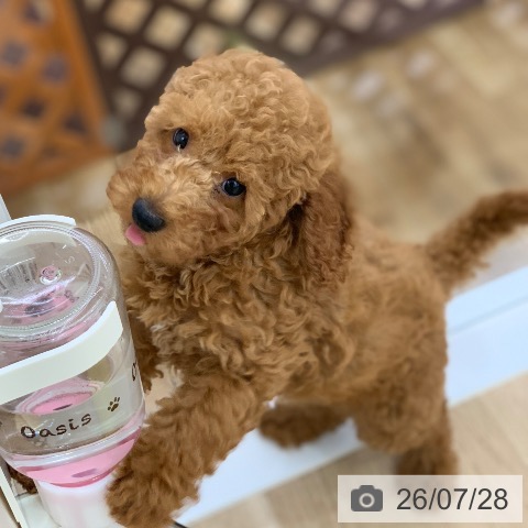 岐阜県のトイプードル(トイ) (ペットプラス 光ケ丘店/2026年5月11日生まれ/女の子/レッド)の子犬の4枚目の画像