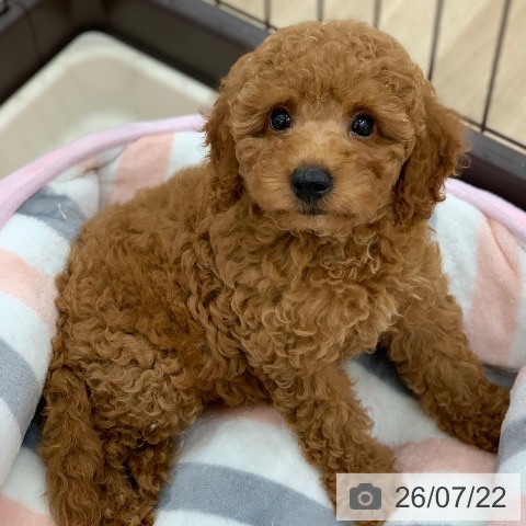 岐阜県のトイプードル(トイ) (ペットプラス 光ケ丘店/2026年5月11日生まれ/女の子/レッド)の子犬の3枚目の画像