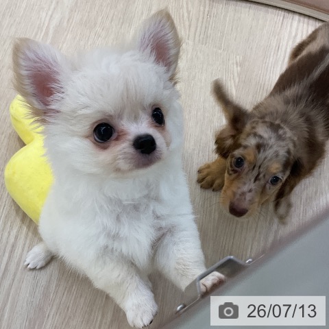チワワの写真