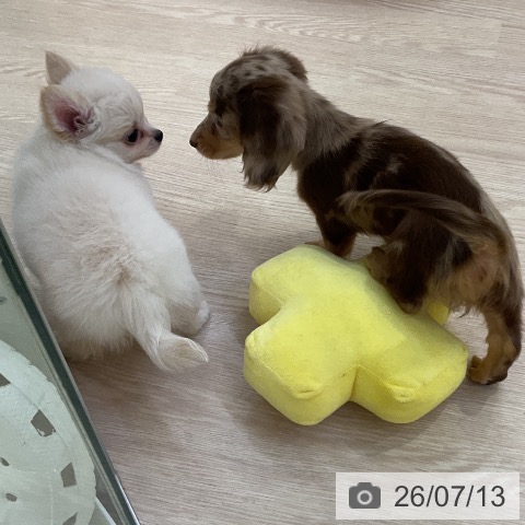 チワワの写真