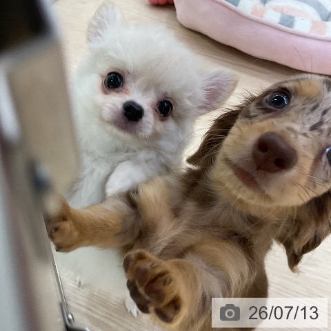チワワの写真