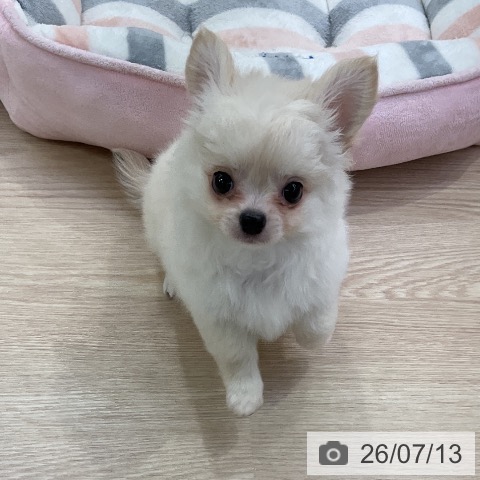 チワワの写真