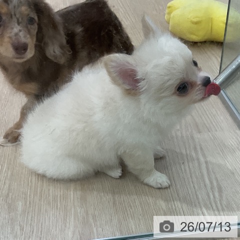 チワワの写真