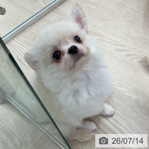 チワワの写真