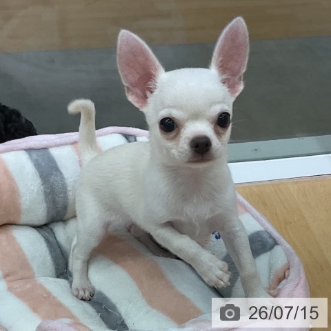 三重県のチワワ(ロング) (ペットプラス 津南店/2026年5月7日生まれ/男の子/クリーム)の子犬の4枚目の画像