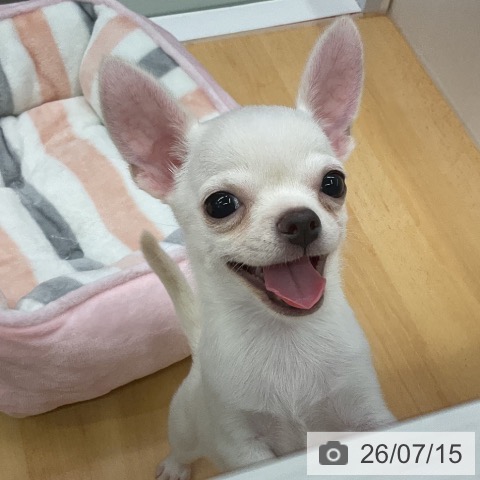 三重県のチワワ(ロング) (ペットプラス 津南店/2026年5月7日生まれ/男の子/クリーム)の子犬の3枚目の画像