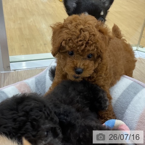 愛知県のトイプードル(トイ) (ペットプラス ナゴヤドーム前店/2026年5月5日生まれ/男の子/レッド)の子犬の3枚目の画像