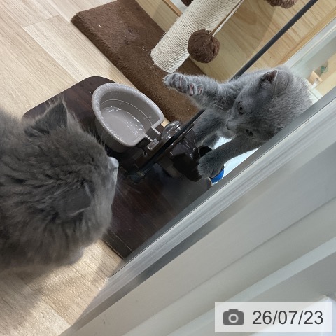 愛知県のロシアンブルー (ペットプラス ナゴヤドーム前店/2026年5月10日生まれ/女の子/ブルー)の子猫の3枚目の画像