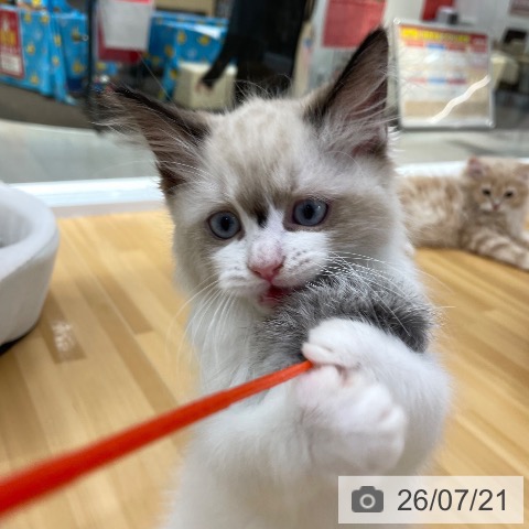 愛知県のラグドール (ペットプラス 豊田店/2026年5月4日生まれ/男の子/シールポイントバイカラー)の子猫の4枚目の画像