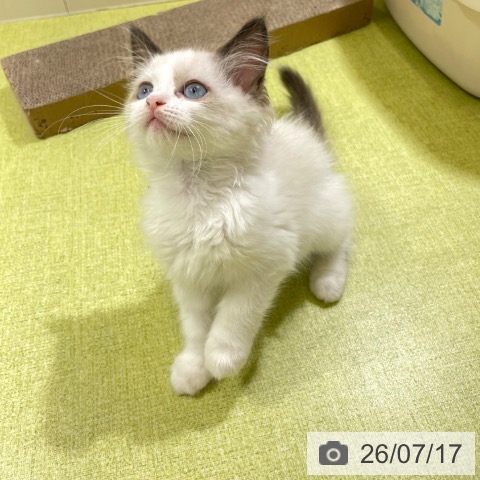 富山県のラグドール (ペットプラス 高岡店/2026年5月4日生まれ/女の子/シールポイントバイカラー)の子猫の4枚目の画像