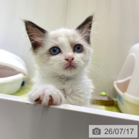 富山県のラグドール (ペットプラス 高岡店/2026年5月4日生まれ/女の子/シールポイントバイカラー)の子猫の3枚目の画像