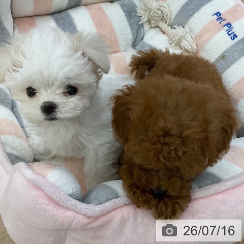 マルチーズの写真