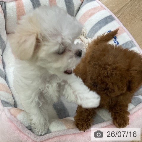 マルチーズの写真