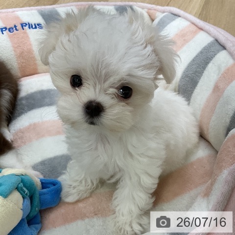 愛知県のマルチーズ (ペットプラス mozoワンダーシティ店/2026年5月1日生まれ/女の子/ホワイト)の子犬の3枚目の画像