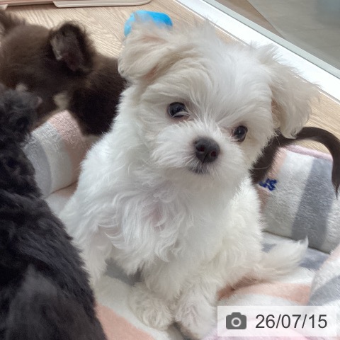 石川県のマルチーズ (ペットプラス 白山店/2026年5月10日生まれ/女の子/ホワイト)の子犬の4枚目の画像