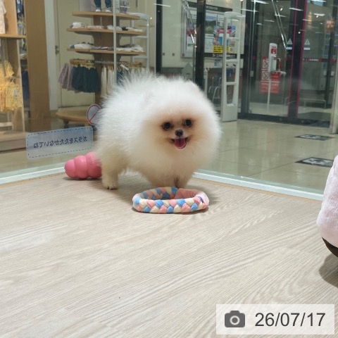 ポメラニアンの写真