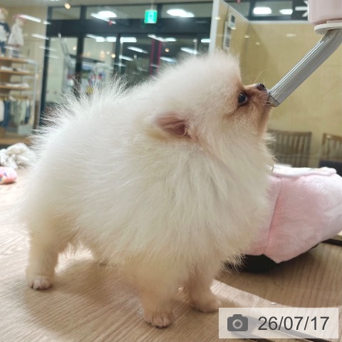 ポメラニアンの写真