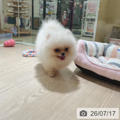 ポメラニアンの写真