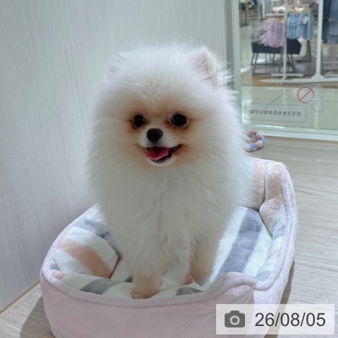 東京都のポメラニアン (ペットプラス 板橋店/2026年5月4日生まれ/男の子/クリーム)の子犬の4枚目の画像