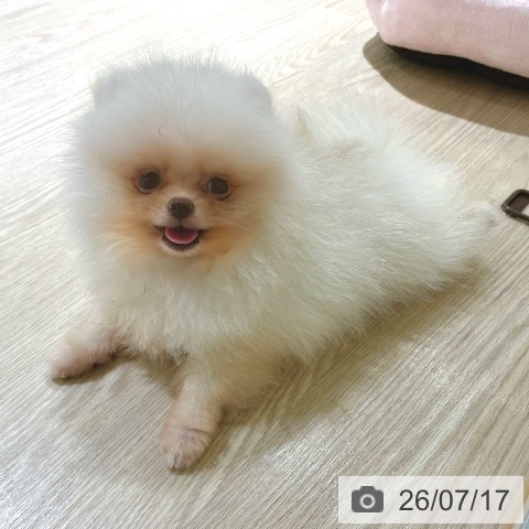 ポメラニアンの写真