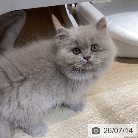 ブリティッシュロングヘアの写真