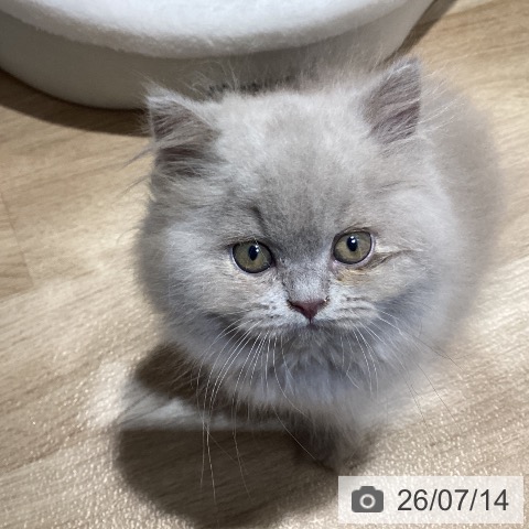 ブリティッシュロングヘアの写真