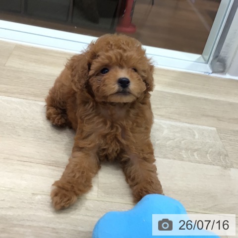 岐阜県のトイプードル(トイ) (ペットプラス 各務原店/2026年5月6日生まれ/男の子/レッド)の子犬の4枚目の画像