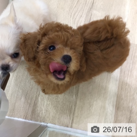 岐阜県のトイプードル(トイ) (ペットプラス 各務原店/2026年5月6日生まれ/男の子/レッド)の子犬の3枚目の画像