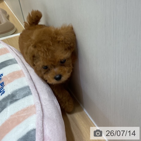 トイ・プードルの写真