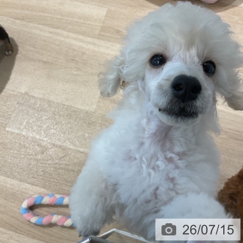 三重県のトイプードル(トイ) (ペットプラス 鈴鹿店/2026年5月11日生まれ/男の子/ホワイト)の子犬の4枚目の画像