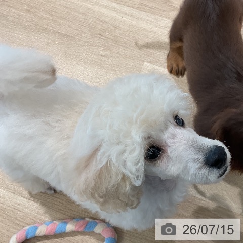 三重県のトイプードル(トイ) (ペットプラス 鈴鹿店/2026年5月11日生まれ/男の子/ホワイト)の子犬の3枚目の画像