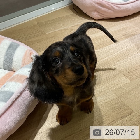 愛知県のミニチュアダックスフンド(ロング) (ペットプラス イオンモール豊川店/2026年5月11日生まれ/男の子/シルバーダップル)の子犬の4枚目の画像