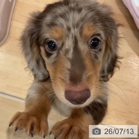 ミニチュア・ダックスフンドの写真