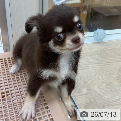 チワワの写真