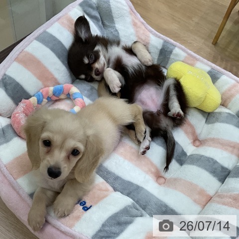 チワワの写真
