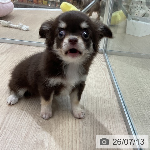 チワワの写真