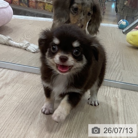 チワワの写真