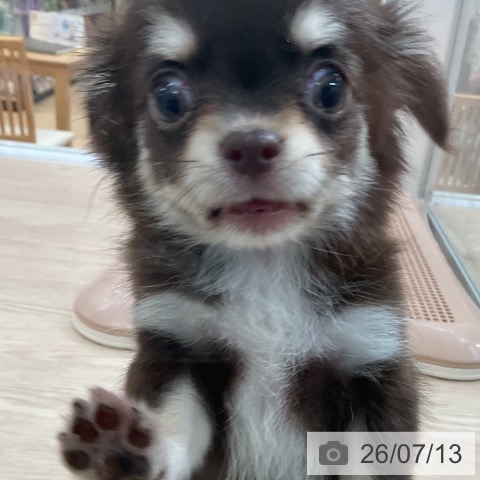 チワワの写真