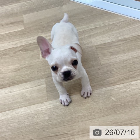 フレンチ・ブルドッグの写真