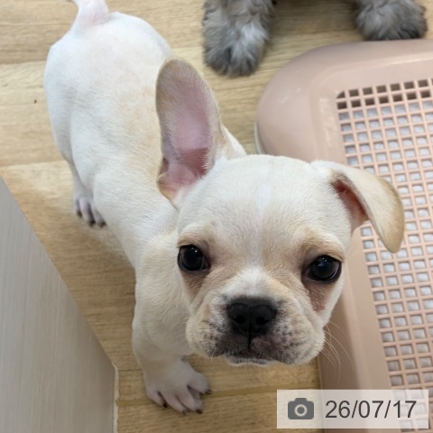 京都府のフレンチブルドッグ (ペットプラス 久御山店/2026年5月9日生まれ/男の子/クリーム)の子犬の3枚目の画像