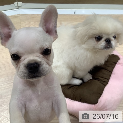 フレンチ・ブルドッグの写真