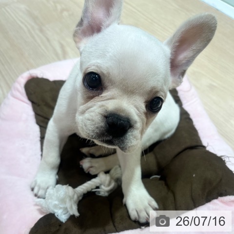 フレンチ・ブルドッグの写真