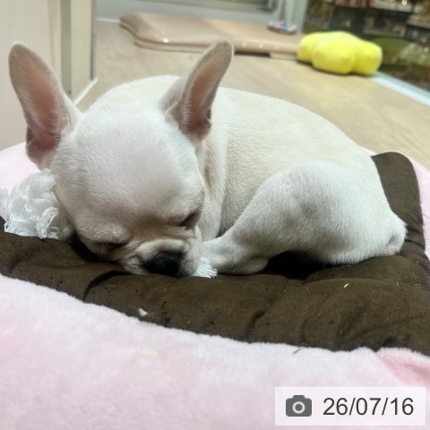 フレンチ・ブルドッグの写真