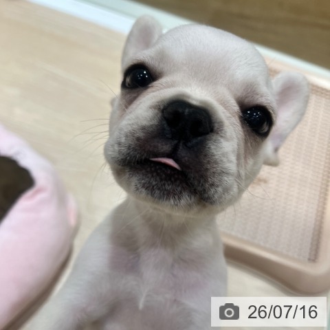 フレンチ・ブルドッグの写真