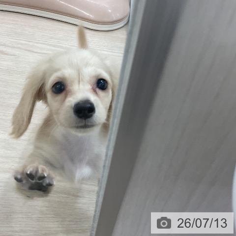 ミニチュア・ダックスフンドの写真