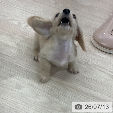 ミニチュア・ダックスフンドの写真