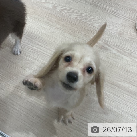 ミニチュア・ダックスフンドの写真