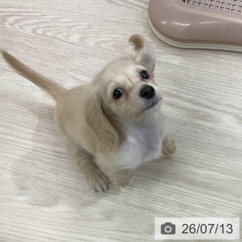 ミニチュア・ダックスフンドの写真