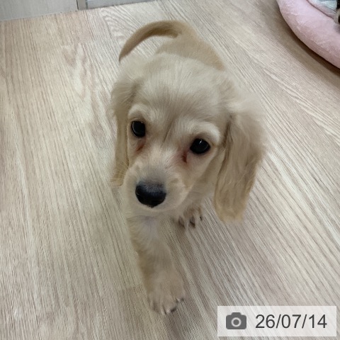 ミニチュア・ダックスフンドの写真