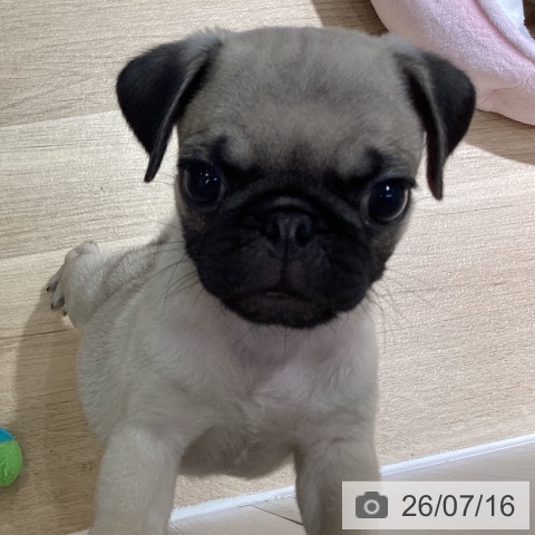 埼玉県のパグ (ペットプラス イオンモール春日部店/2026年5月14日生まれ/男の子/フォーン)の子犬の4枚目の画像